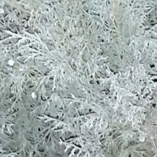 عطر زعفران100% طبیعی،خالص واعلا ( حدود2سی سی) کلی و جزیی