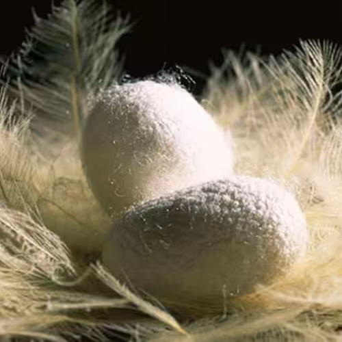 پیله کرم ابریشم