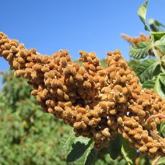 سماق خوشه ای (100گرم)