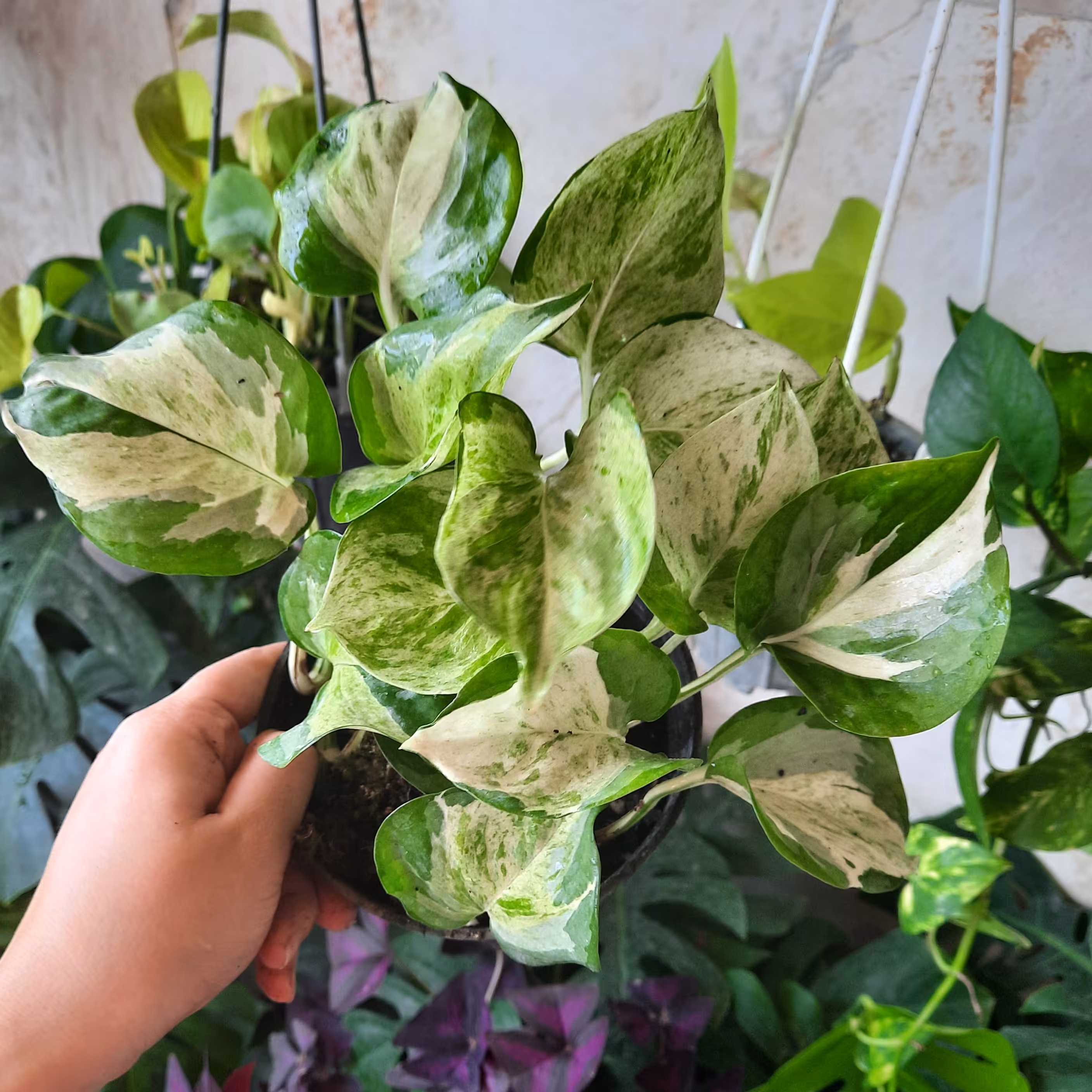 پتوس منجولا سایز سطل 3 با کیفیت هزینه ی ارسال به عهده ی مشتری عزیز