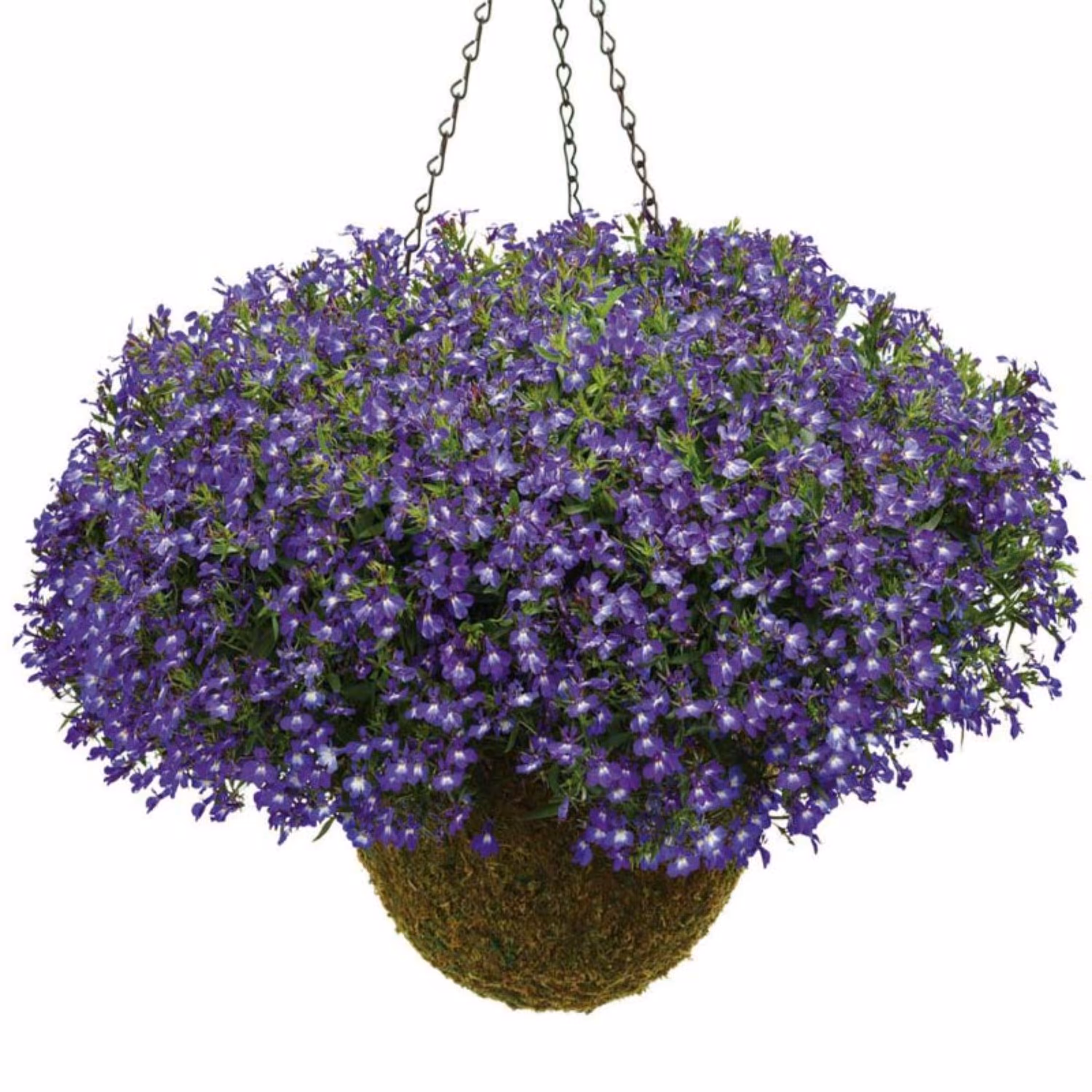 بذر گل لوبلیا ارینوس 100 عددی