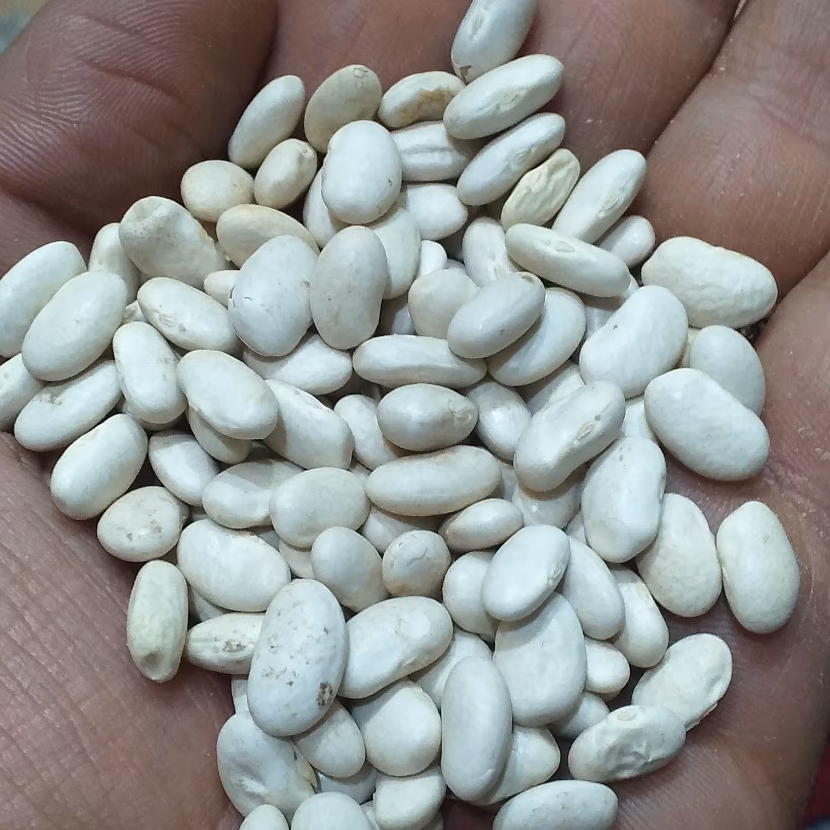 لوبیا سفید تازه 1000گرمی اعلا ایرانی 