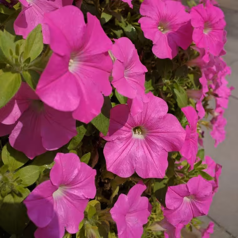 بذر گل اطلسی صورتی