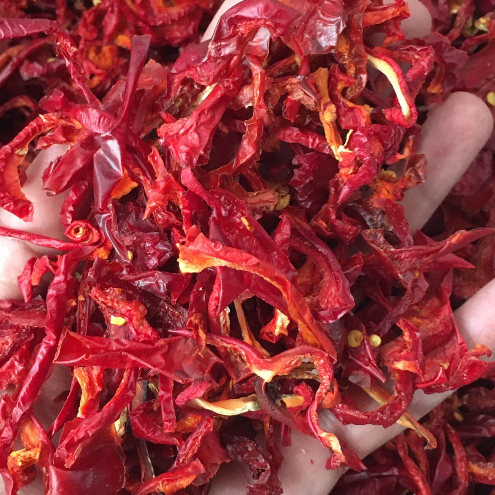پاپریکا(فلفل دلمه ای قرمز) عمده و خرده -تازه و صادراتی و با کیفیت
