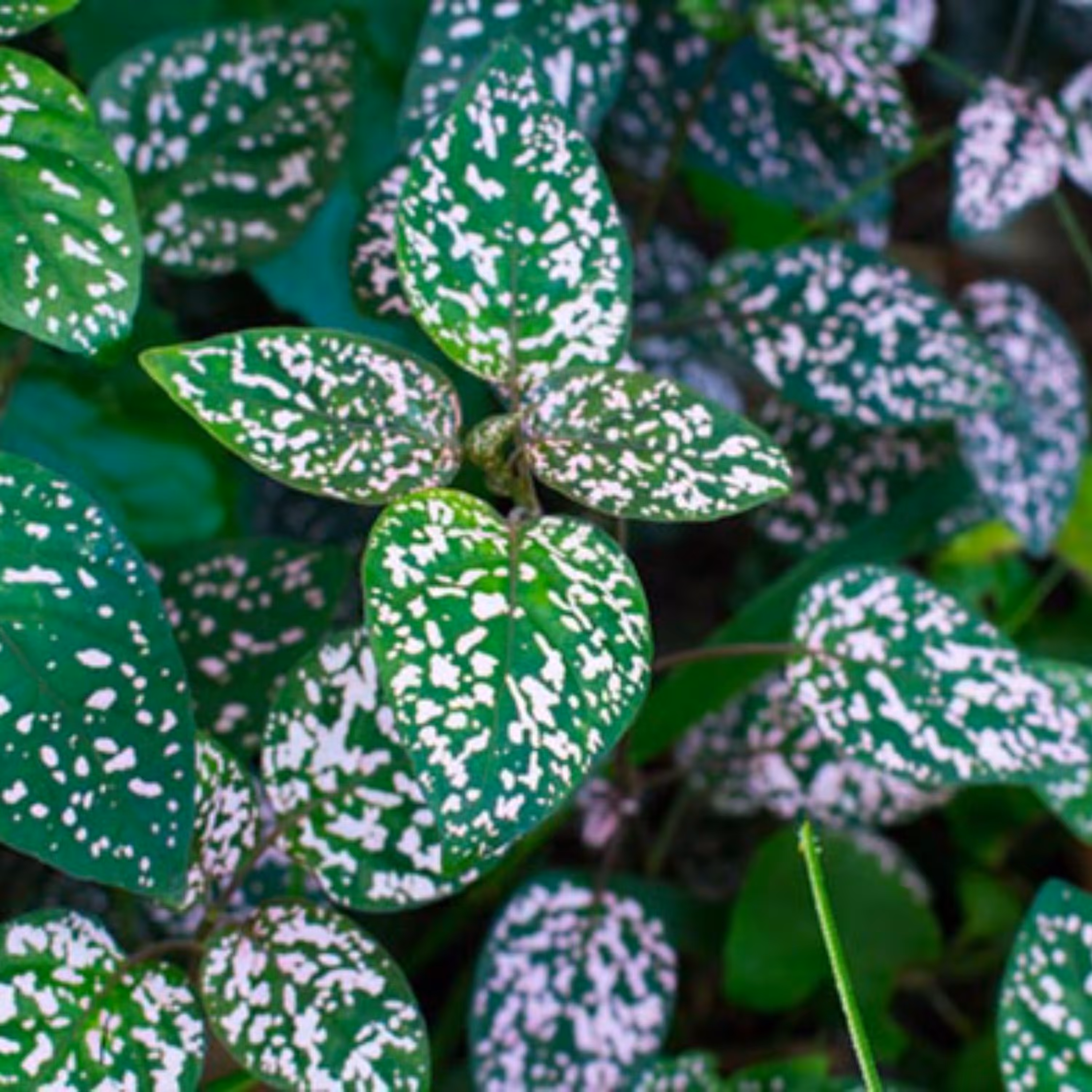 بذر گل سنگ سفید خالدار آمریکایی هیبرید بسته 10 عددی