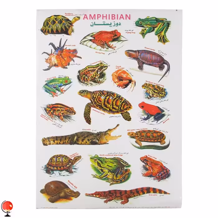 مجموعه برچسب آموزشی A4 دوزیستان