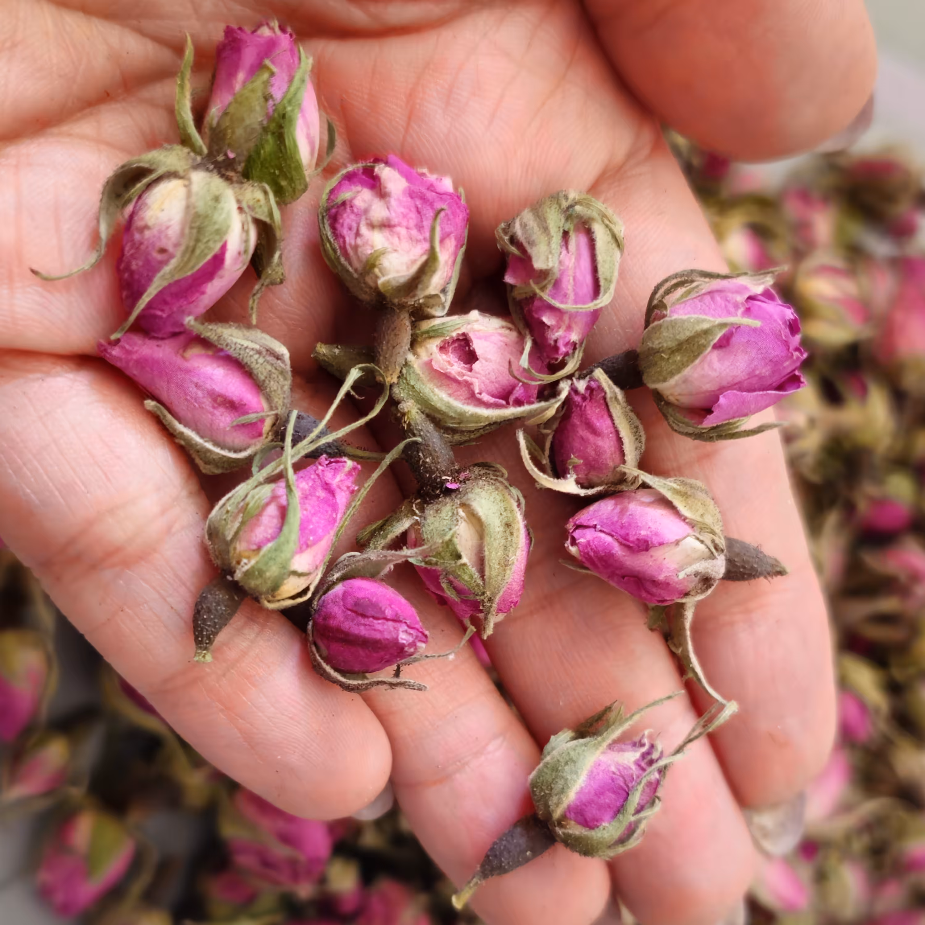 غنچه محمدی خشک 