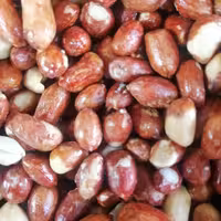 بادام زمینی لعابی (بسته های نیم کیلویی ویک کیلویی) آجیل امیر 