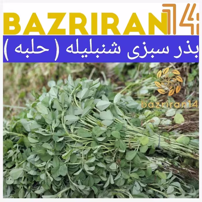 بذر سبزی شنبلیله( حلبه ) باکیفیت بالا 