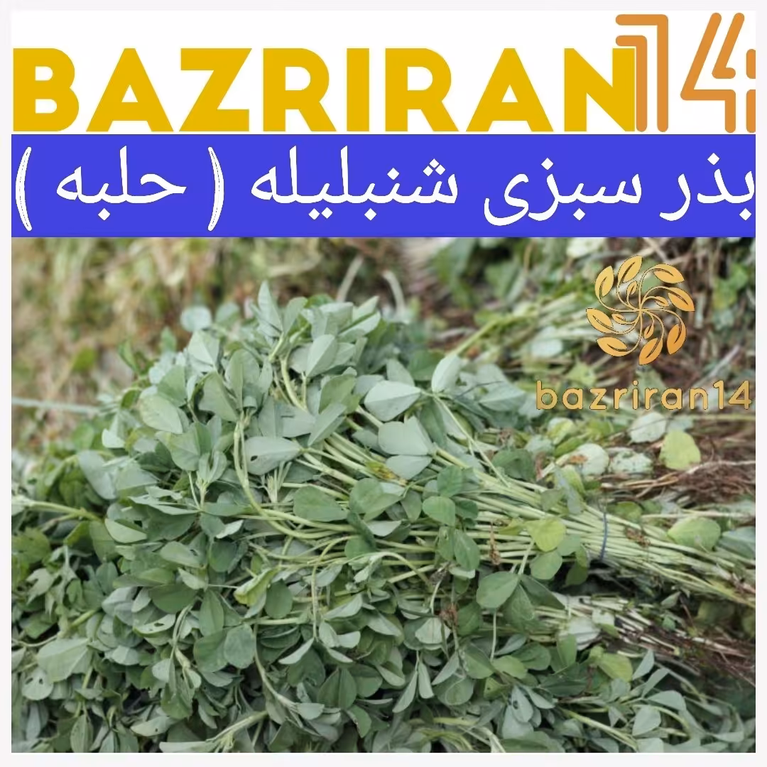 بذر سبزی شنبلیله( حلبه ) باکیفیت بالا 