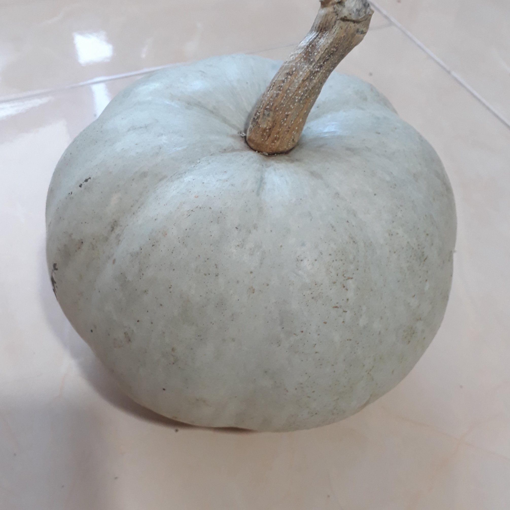 کدو حلوایی شمال