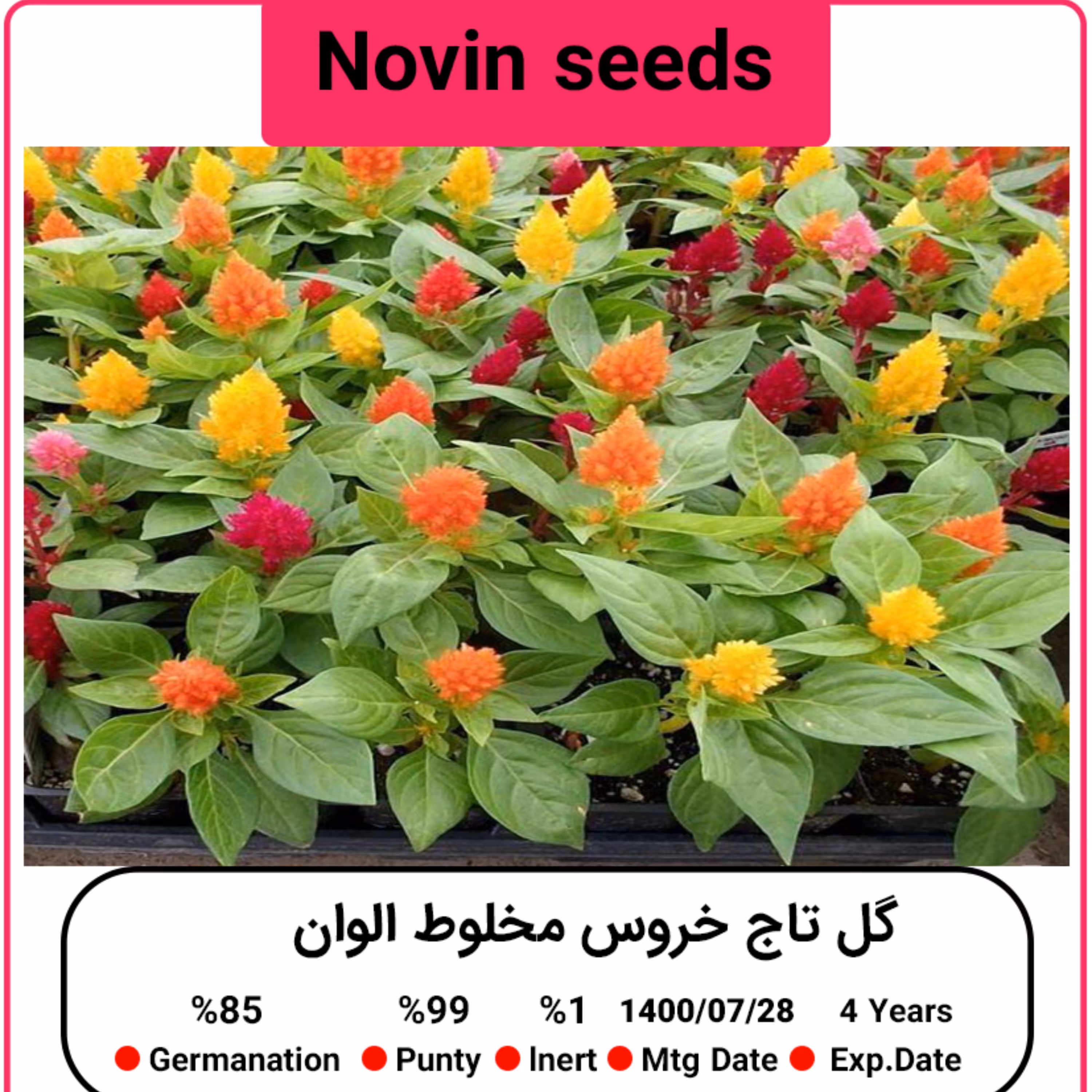 بذر گل تاج خروس مخلوط الوان