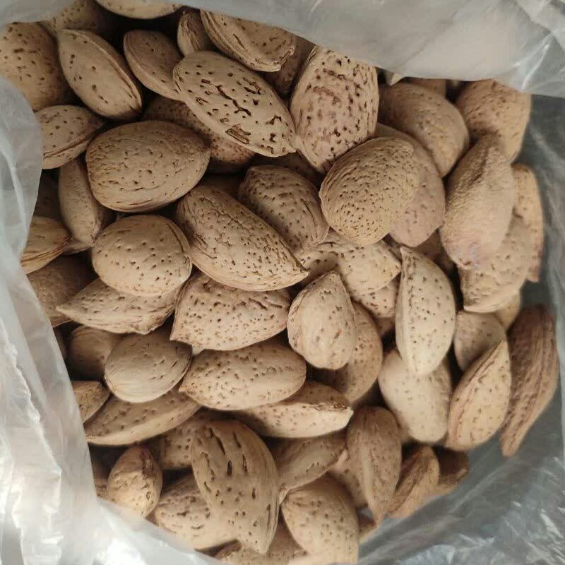 بادام شیرین درختی