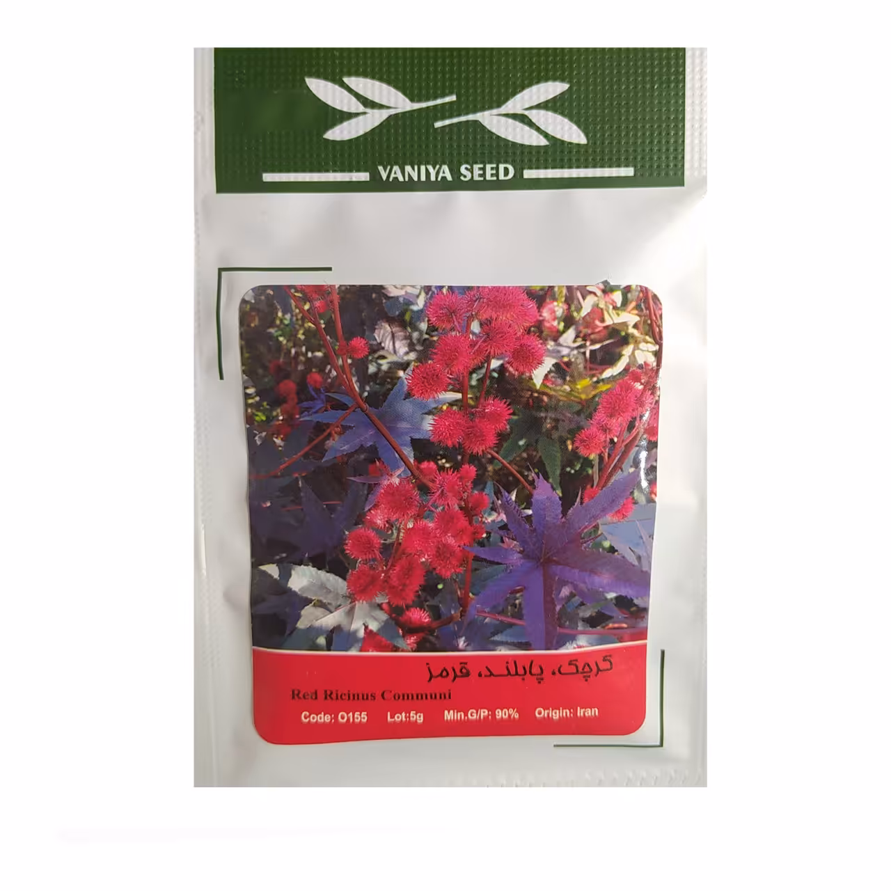 بذر کرچک قرمز