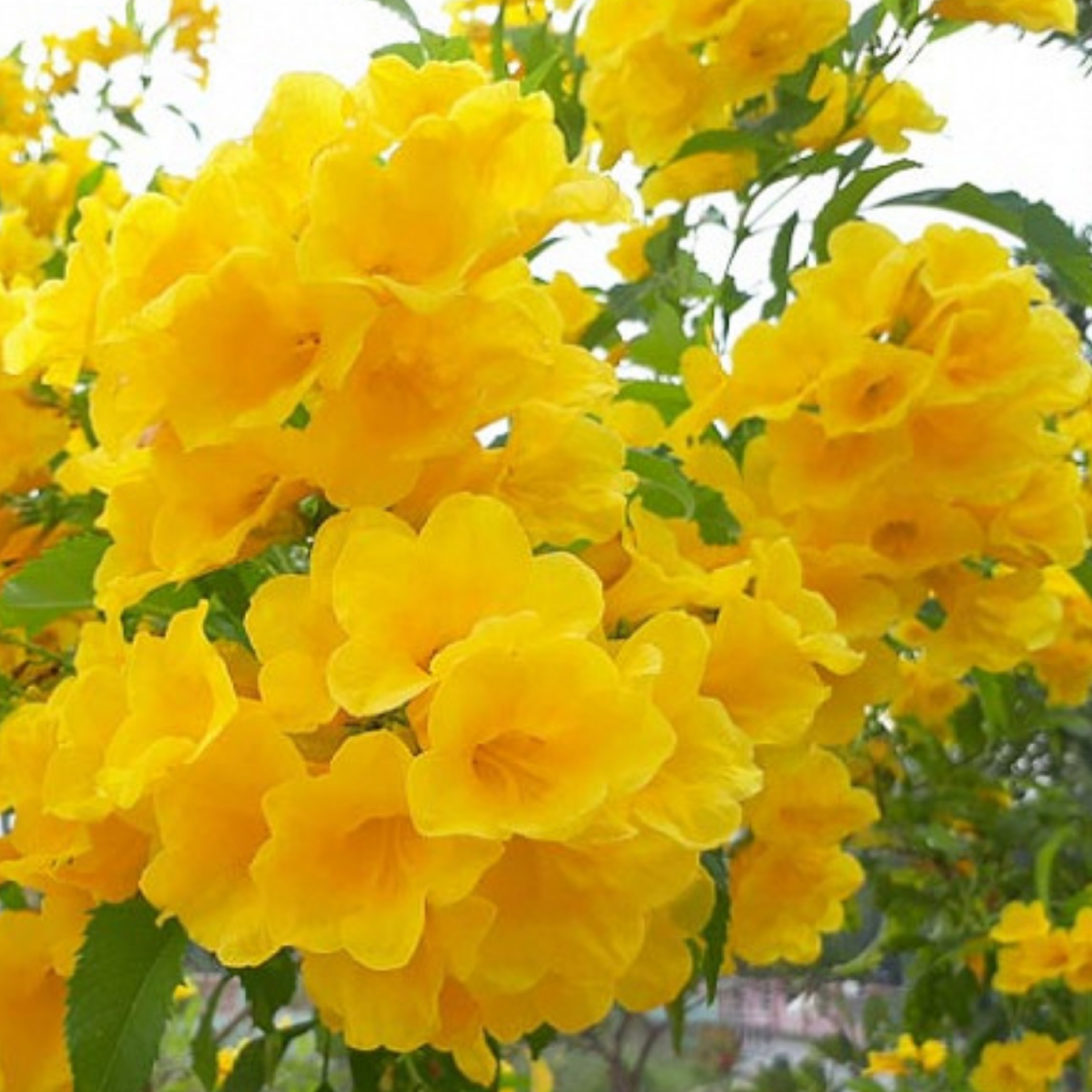 بذر گل شیپور طلایی یا تکوما بسته 50 عددی پیچ اناری