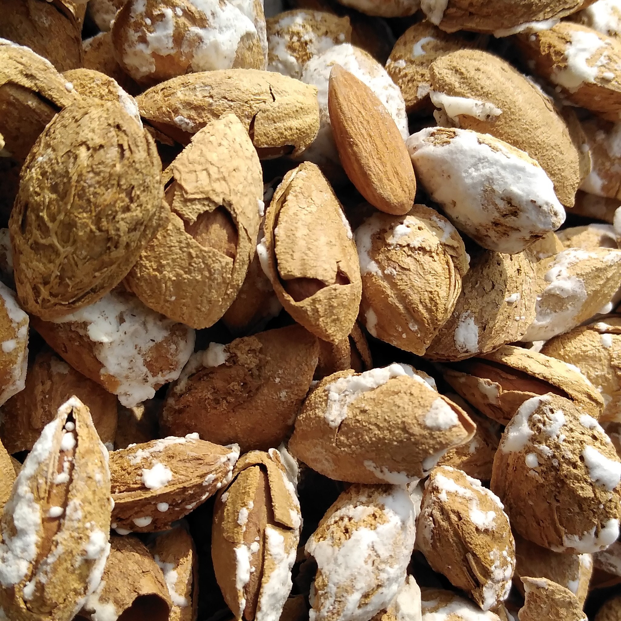بادام کاغذی درجه یک 500 گرمی
