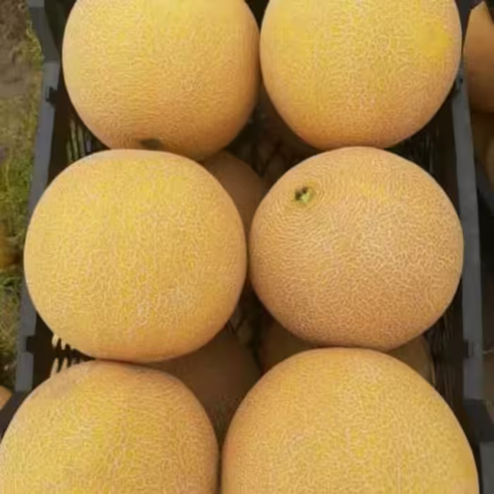 بذر هیبرید خربزه گالیا مستر