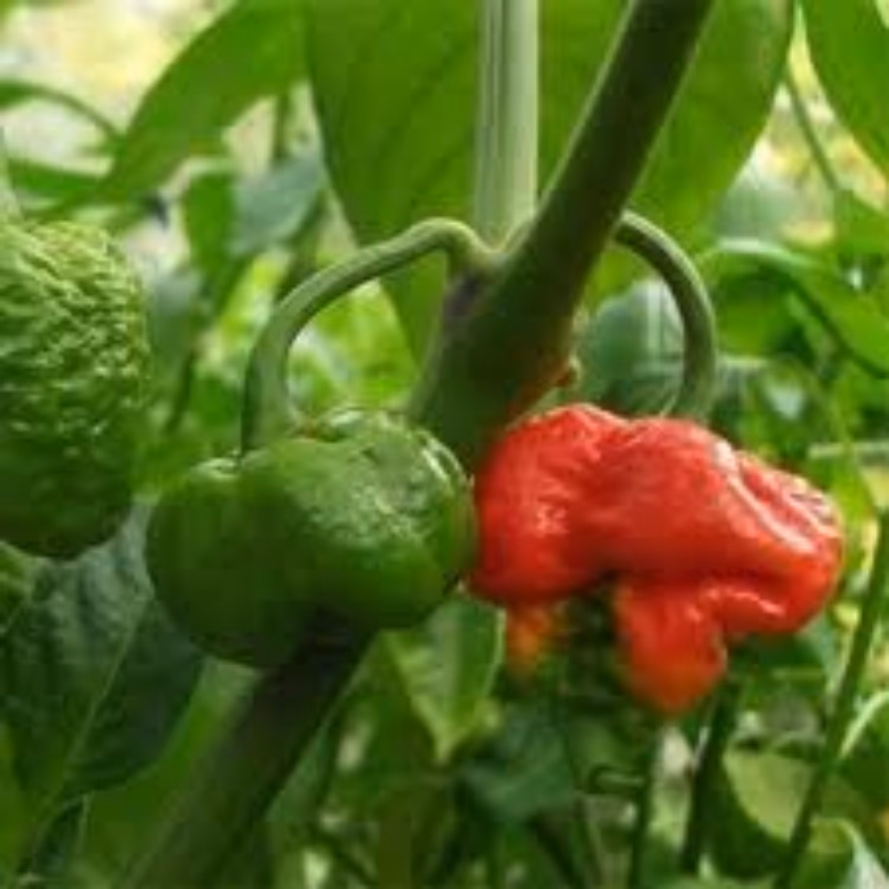 بذر فلفل اجی دو سی سبز 10عددی