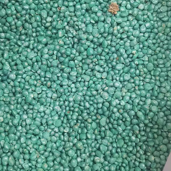 بذر اسفناج (200گرمی)