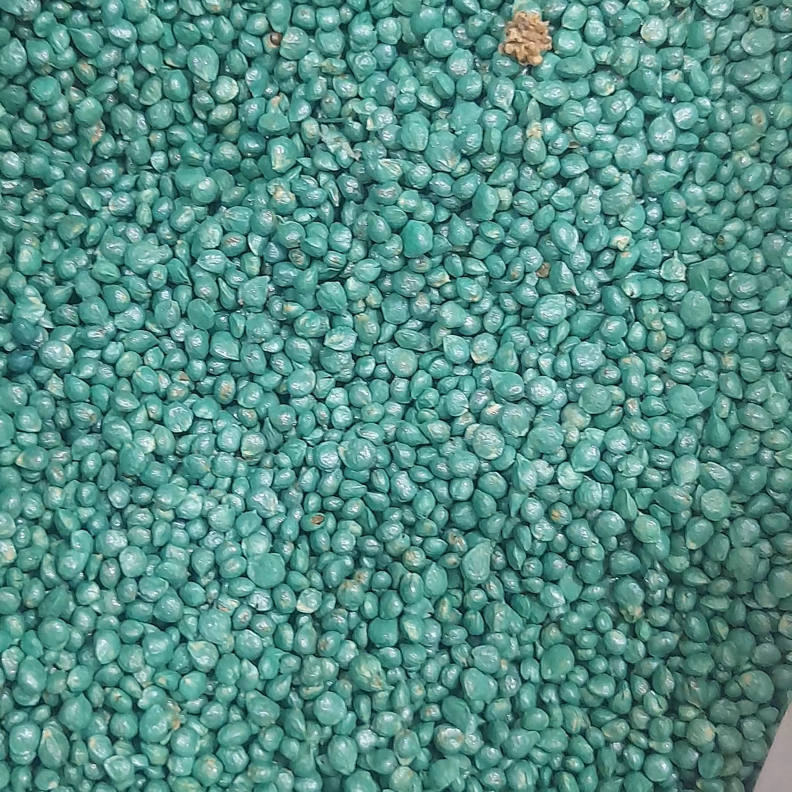 بذر اسفناج (200گرمی)