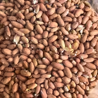 بادام زمینی دانه متوسط آستانه