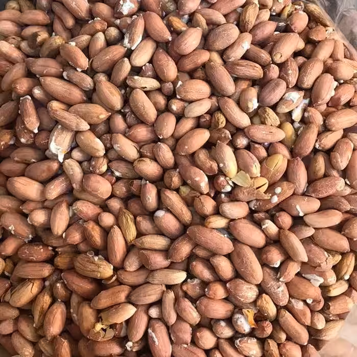 بادام زمینی دانه متوسط آستانه