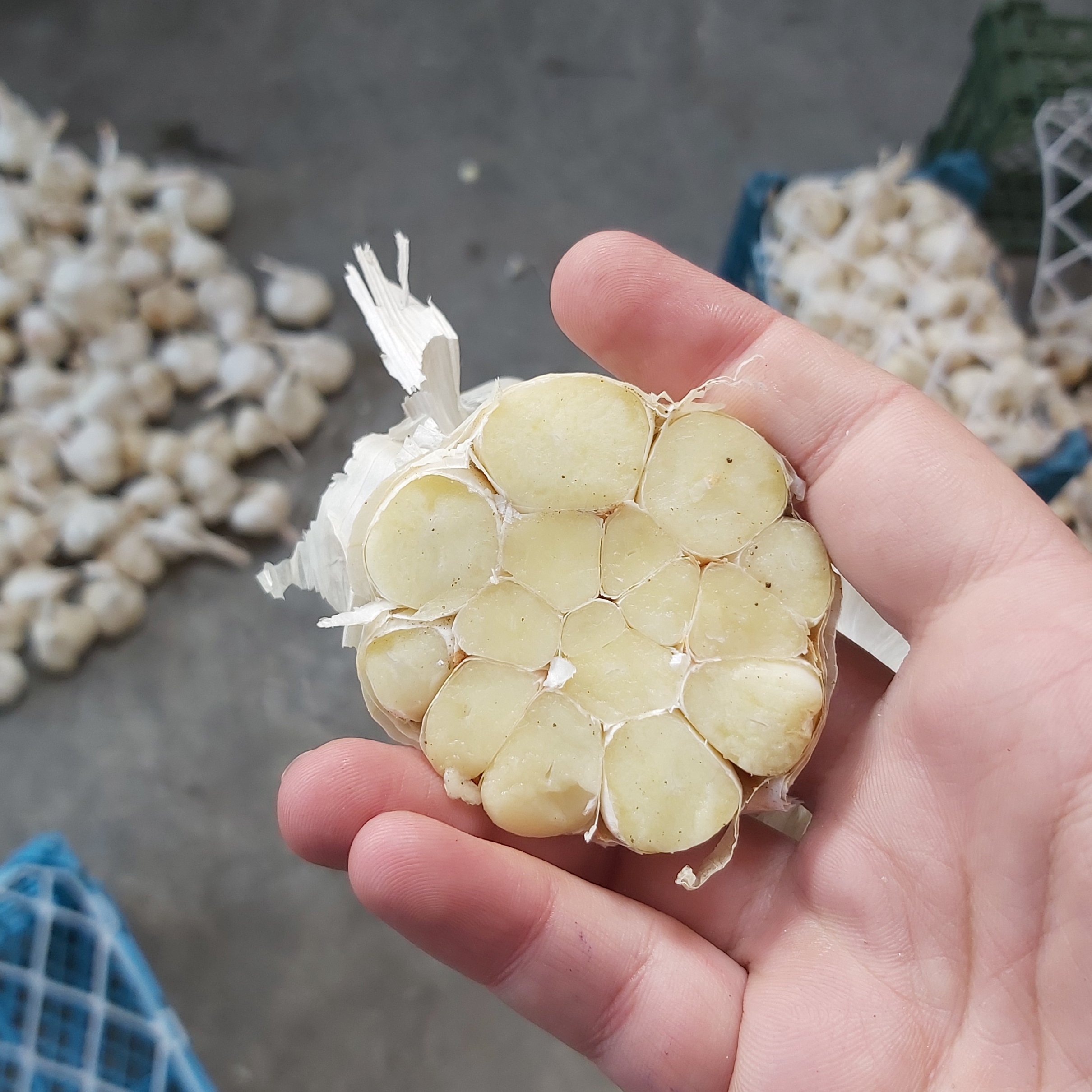 سیر حبه 50000 گرمی عمده