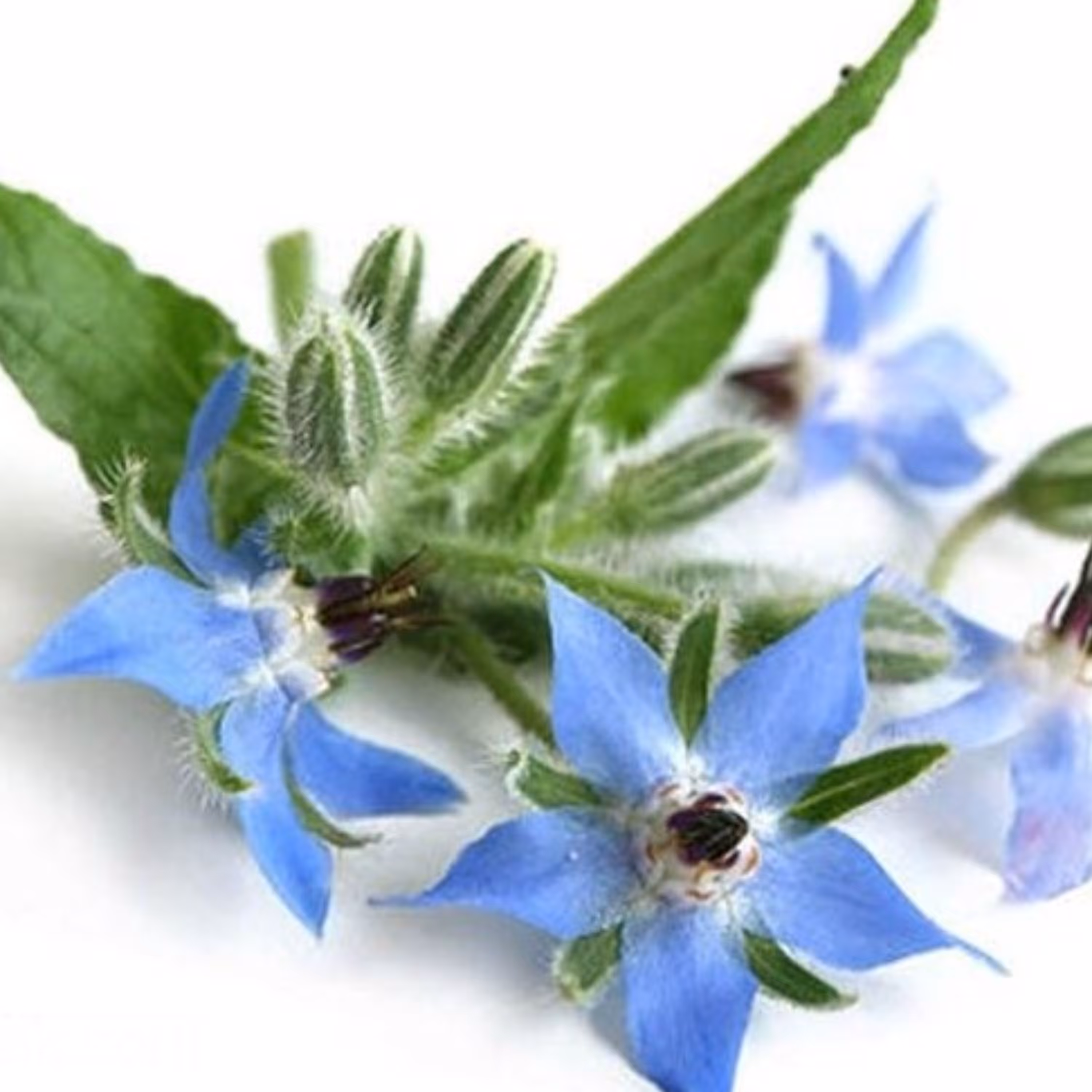 عرق گل گاو زبان