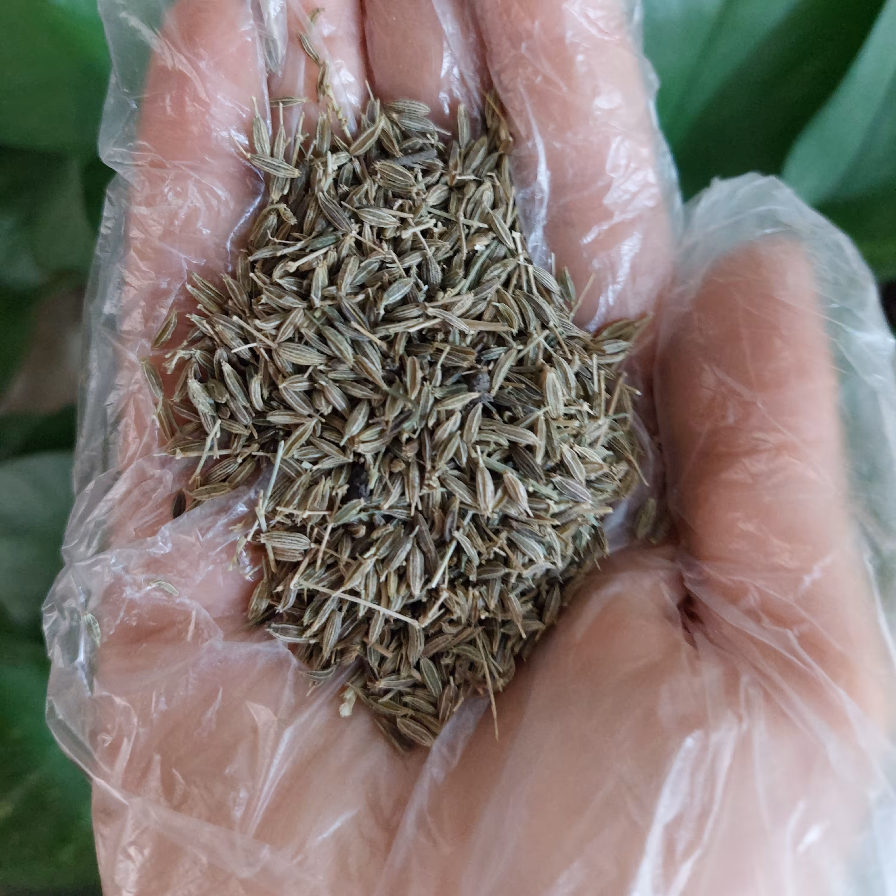 زیره  سبز   محلی   ادویه  مناسب  برای  کوکو   کتلت  و..  در بسته های  100  گرم