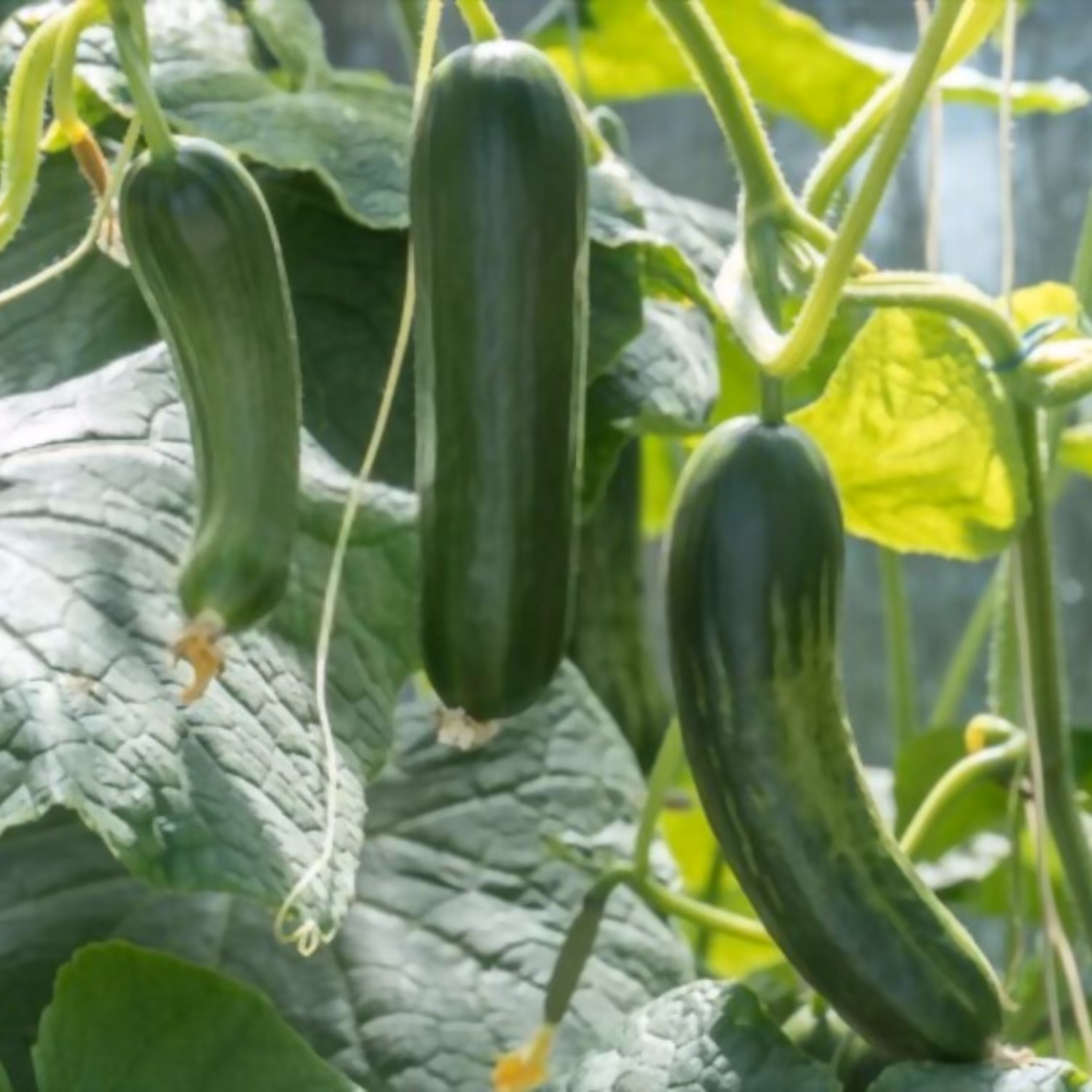 بذر خیار بوته ای