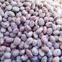 لوبیا چیتی اعلا 2000 گرمی درشت و اعلا (ارسال رایگان)