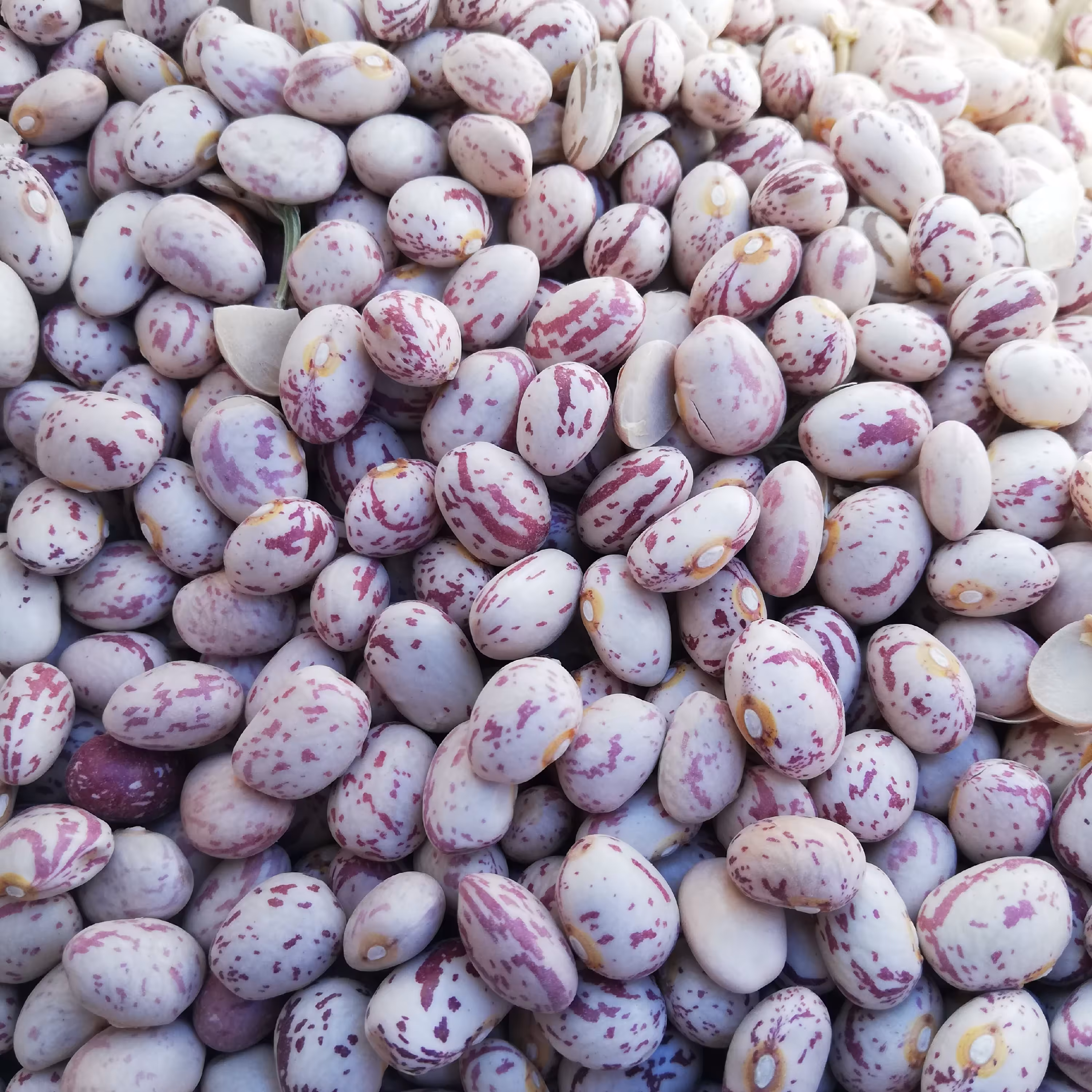 لوبیا چیتی اعلا 2000 گرمی درشت و اعلا (ارسال رایگان)