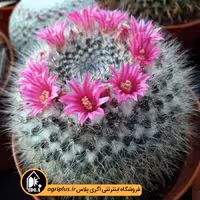 بذر کاکتوس Mammillaria Haniana