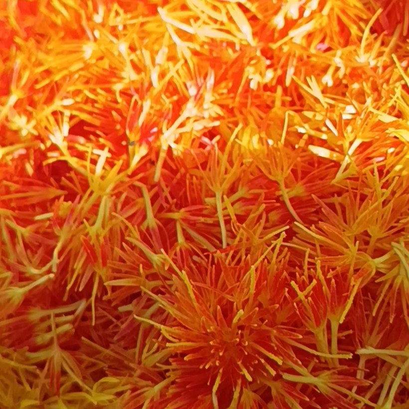 گلرنگ ممتاز اصفهان