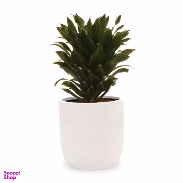 گیاه طبیعی دراسینا کامپکت گلیتال مدل GTL108