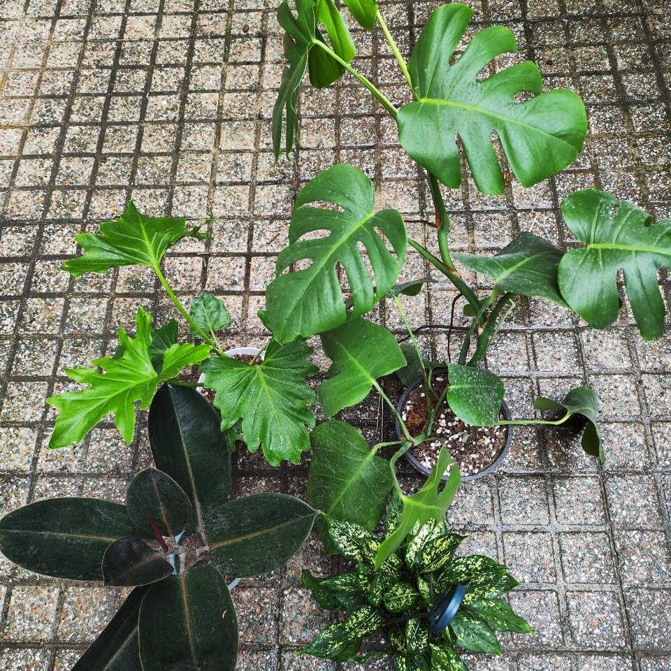 پک شماره هفت گیاهان آپارتمانی (پسکرایه)
