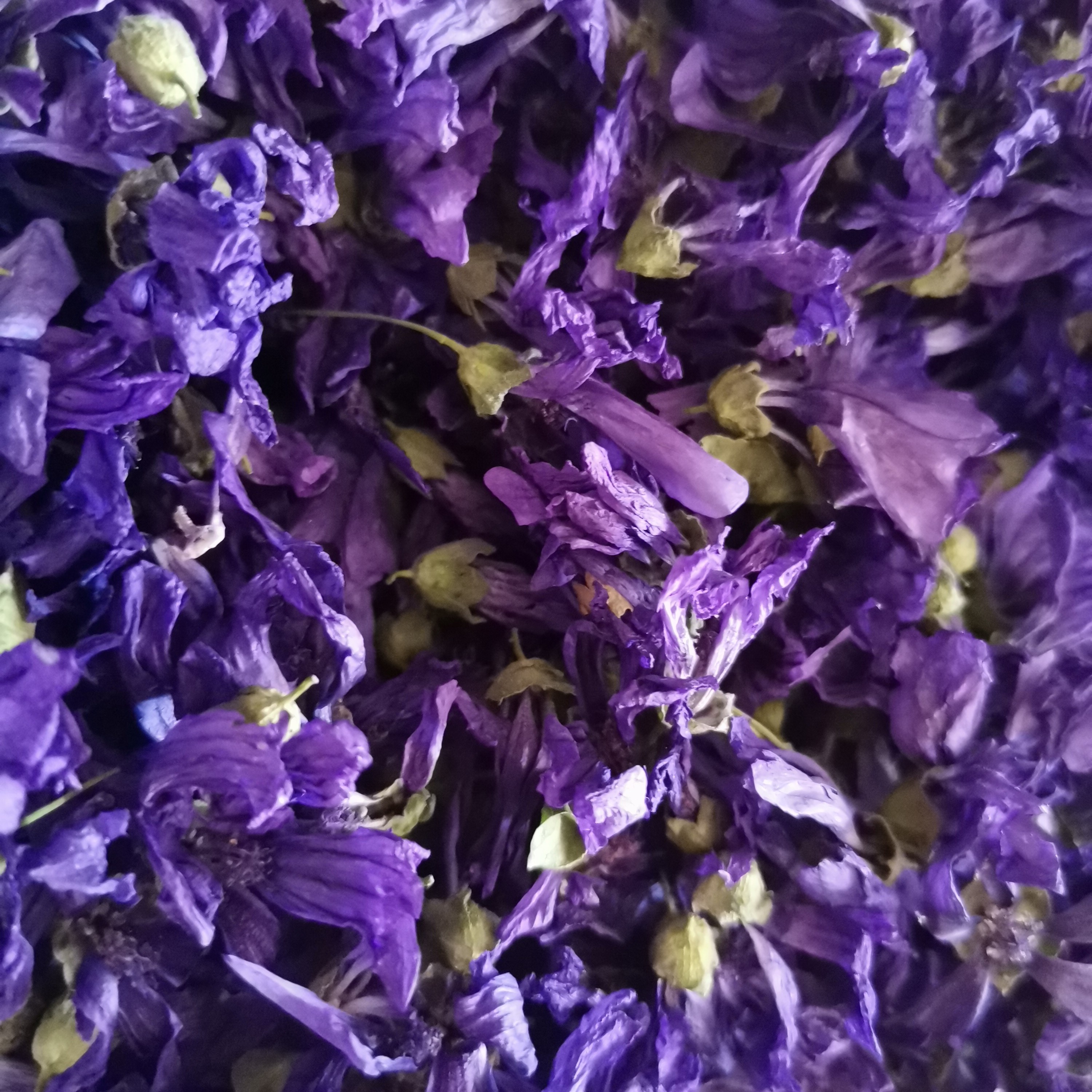 گل پنیرک (ختمی) تازه کوهستان 500 گرمی 