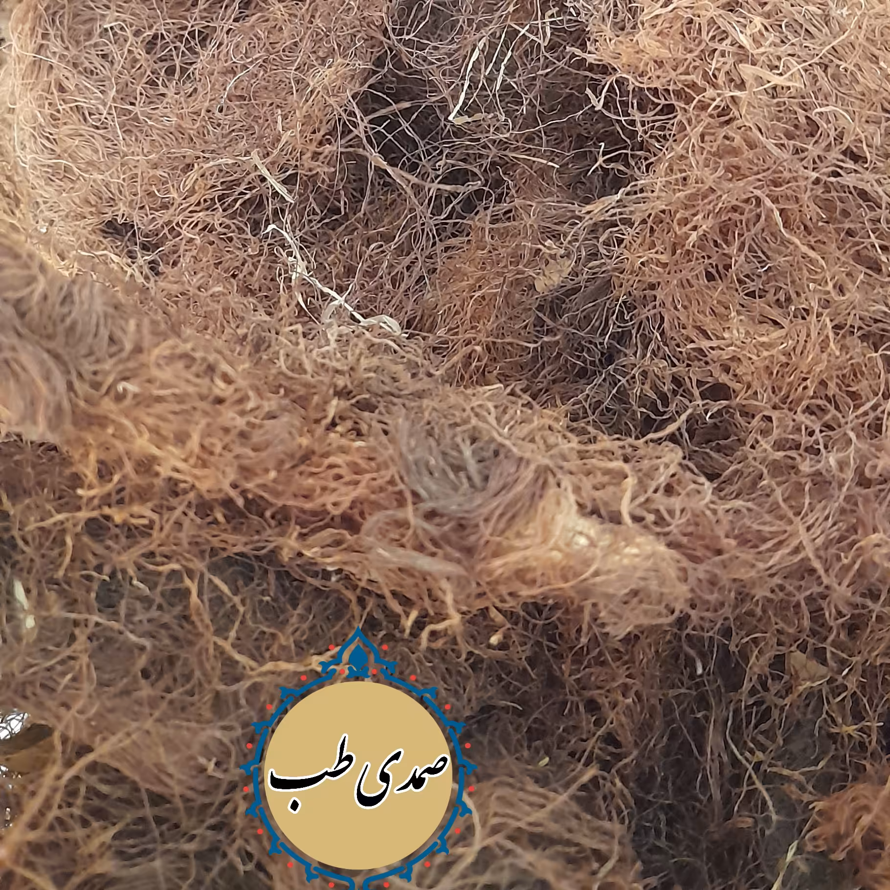 کاکل ذرت 100گرم