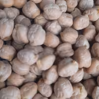 نخود کرمانشاهی کشت تازه و زودپز