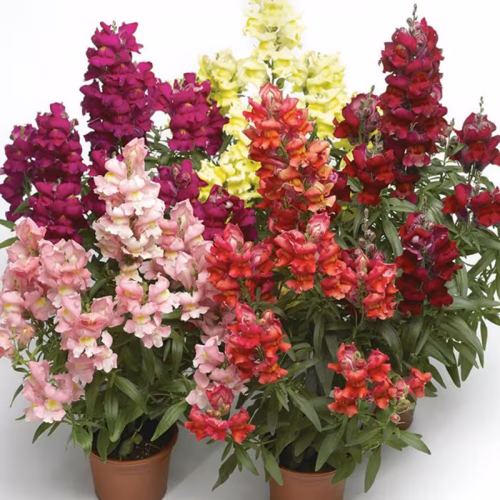 بذر گل میمون پاکوتاه الوان