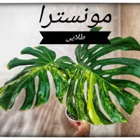 مونسترا طلایی یا  مانسترا طلایی یا مونسترا ابلق زرد  یا مانسترا ابلق زرد 