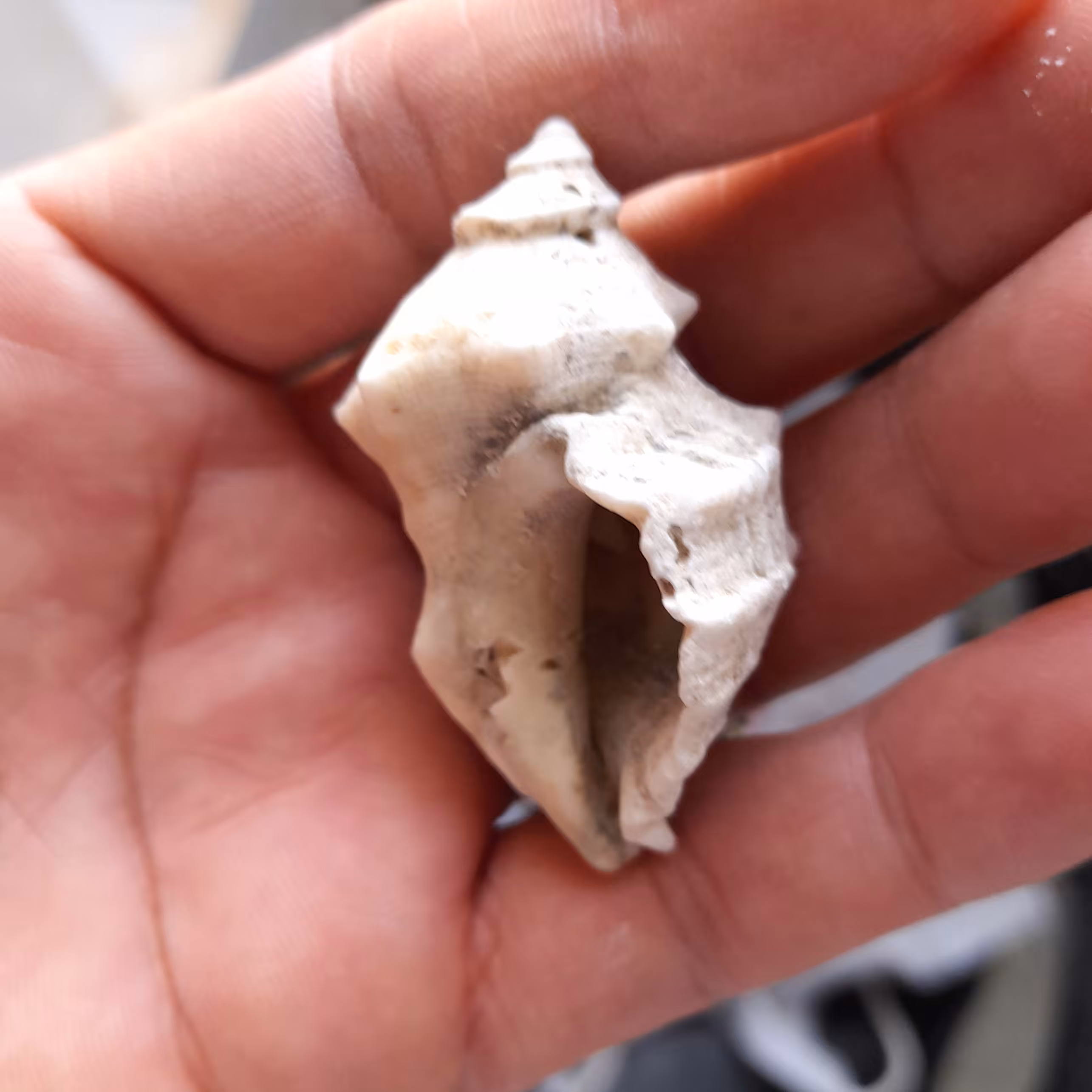 صدف دریایی (پس کرایه)