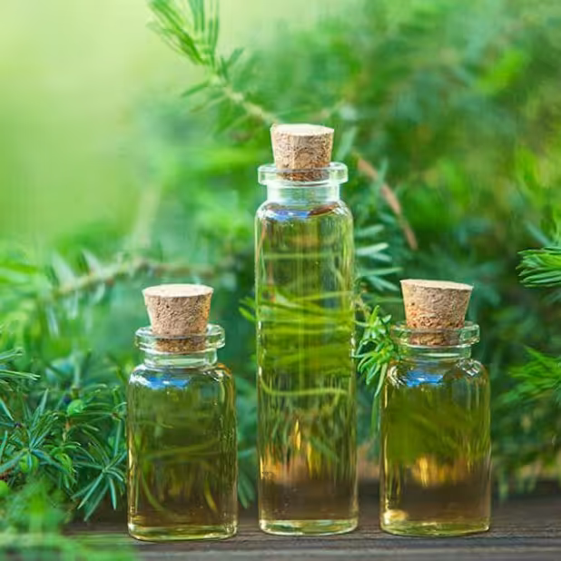 روغن درخت چای محصولات طبیعی زیتون