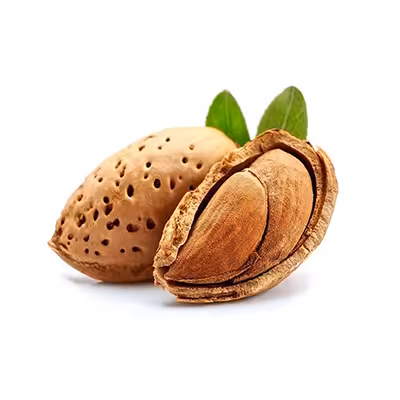بذر درخت بادام تلخ