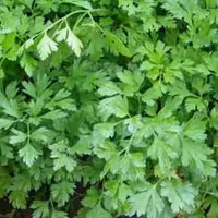 سبزی جعفری محلی خرد شده (10000گرمی)