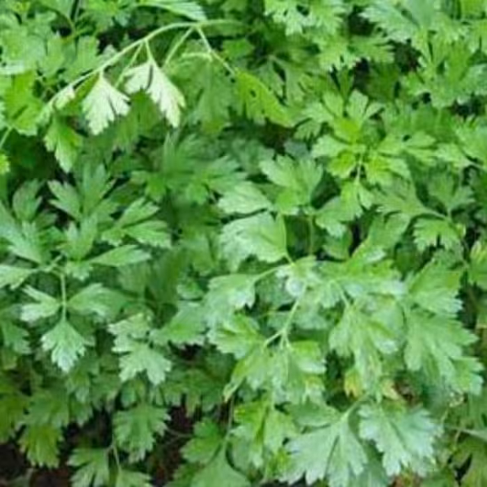 سبزی جعفری محلی خرد شده (10000گرمی)