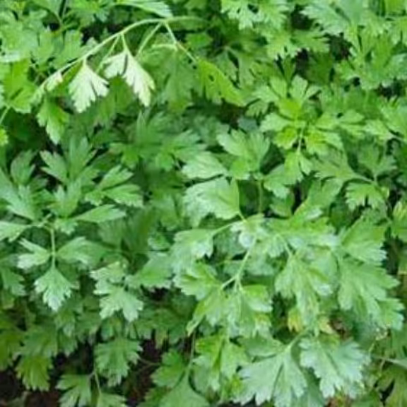 سبزی جعفری محلی خرد شده (10000گرمی)