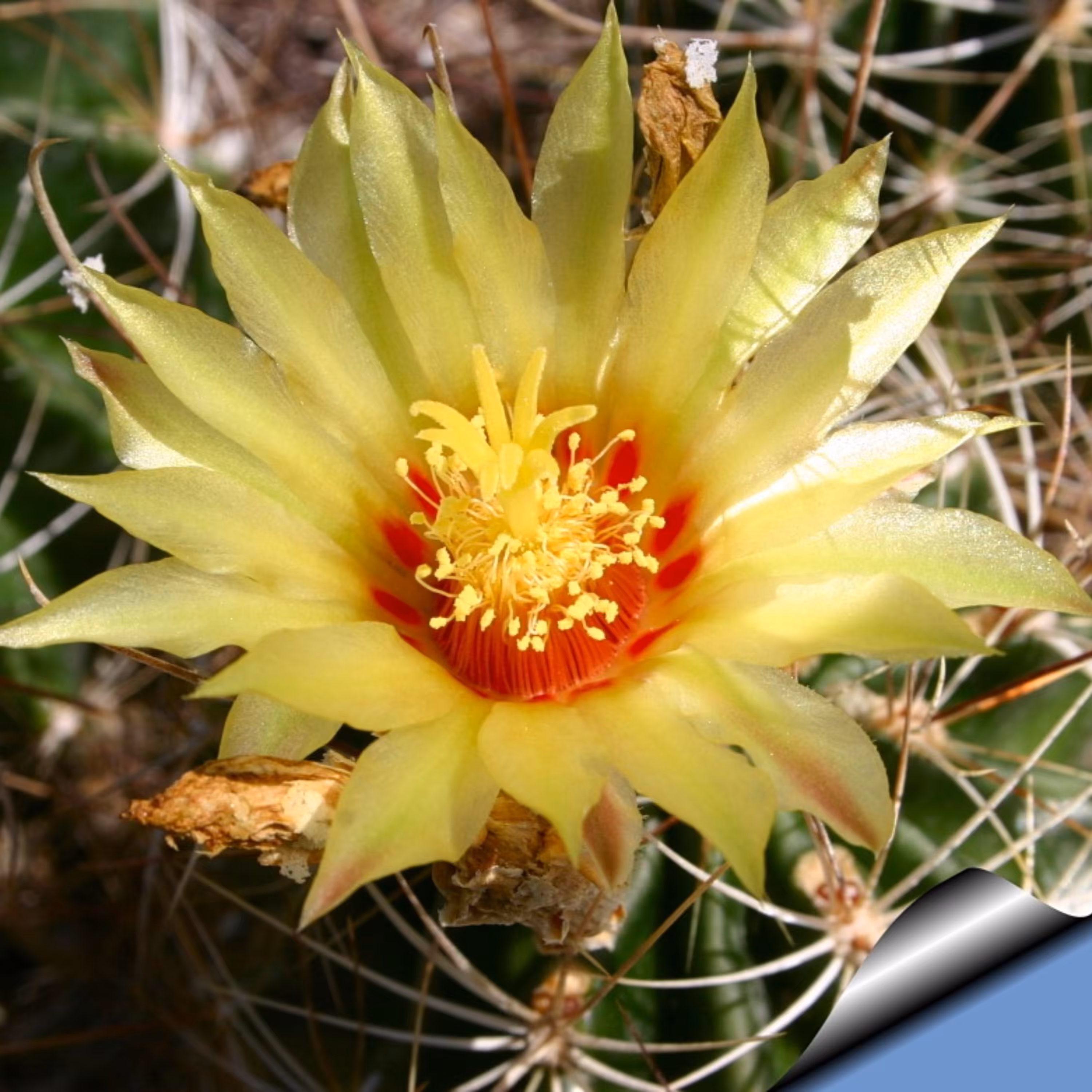 بذر گل کاکتوس هاماتو برداشت امساله با درصد جوانه زنی بالا