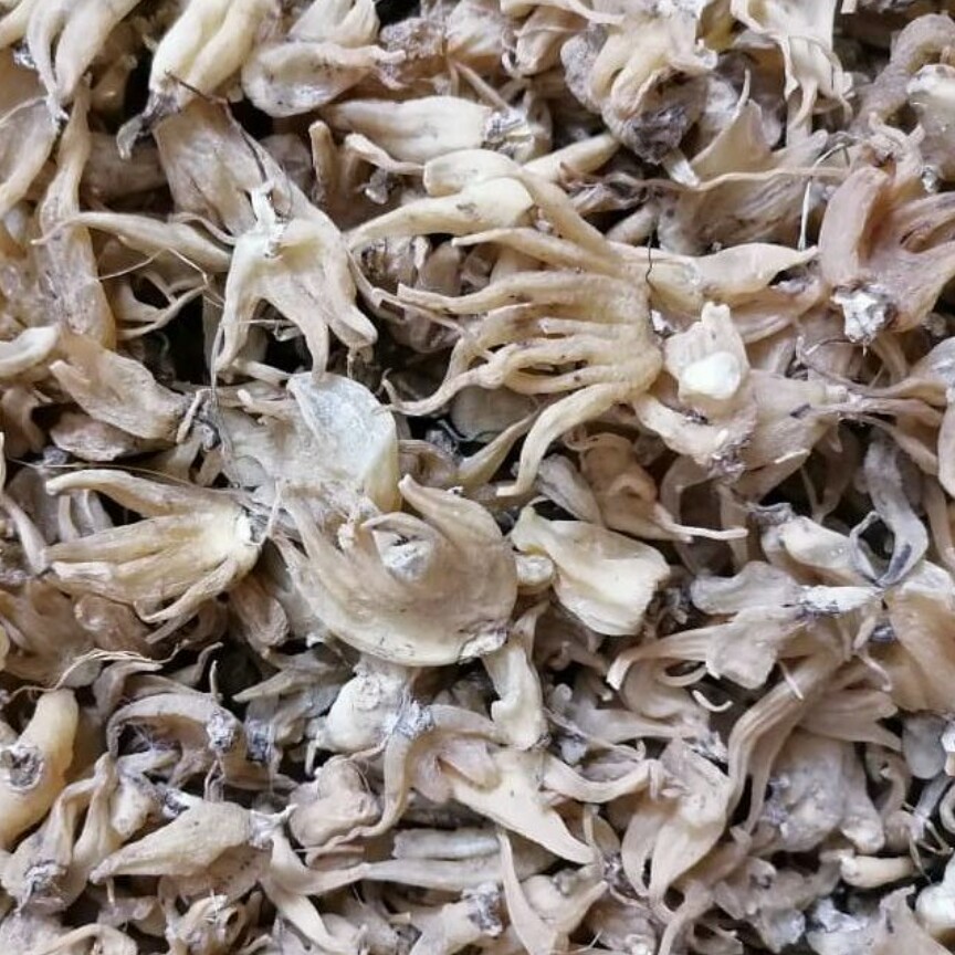 ثعلب پنجه ای درجه یک 50گرمی