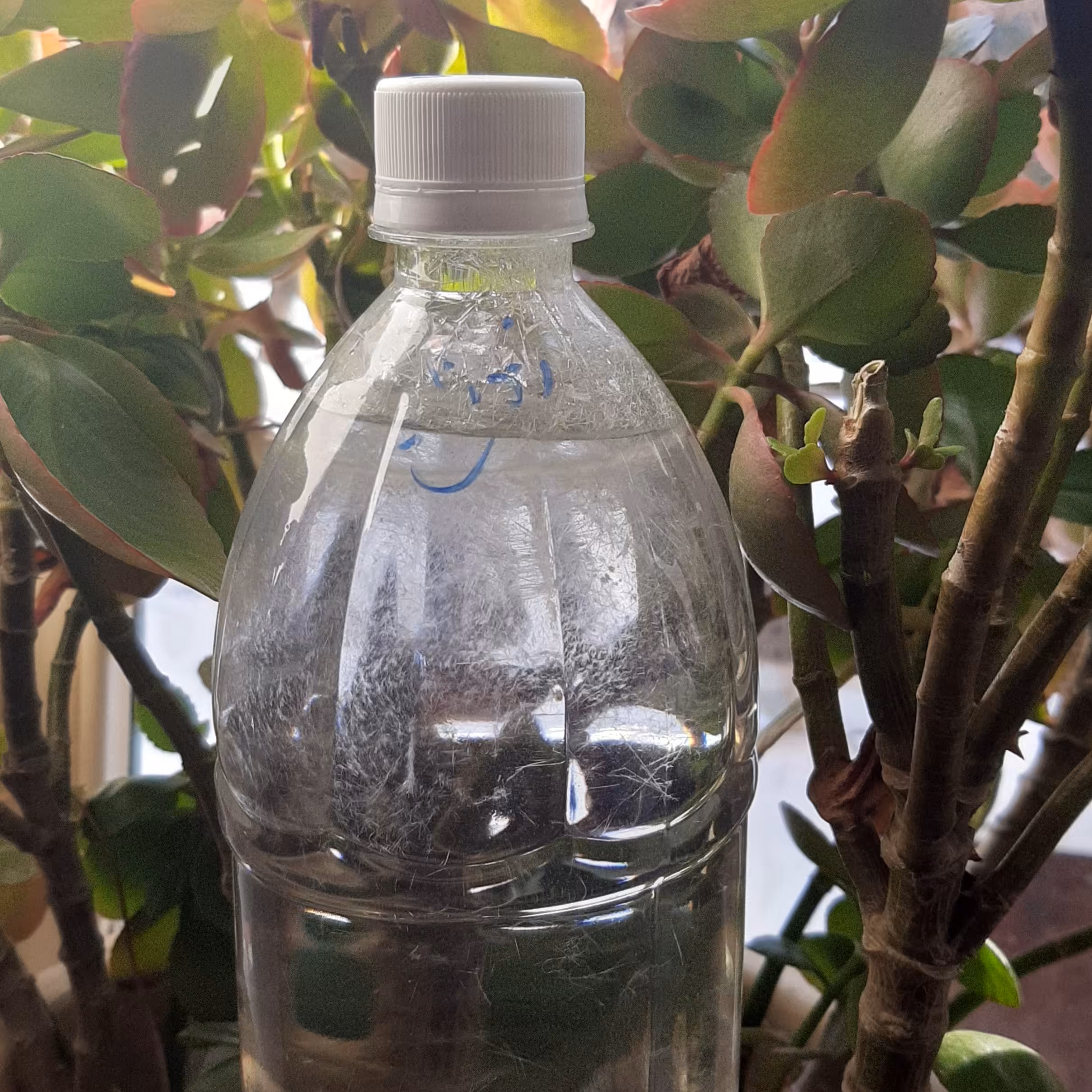 عرق نعناع فلفلی غلیظ یک ونیم لیتری (پس کرایه)